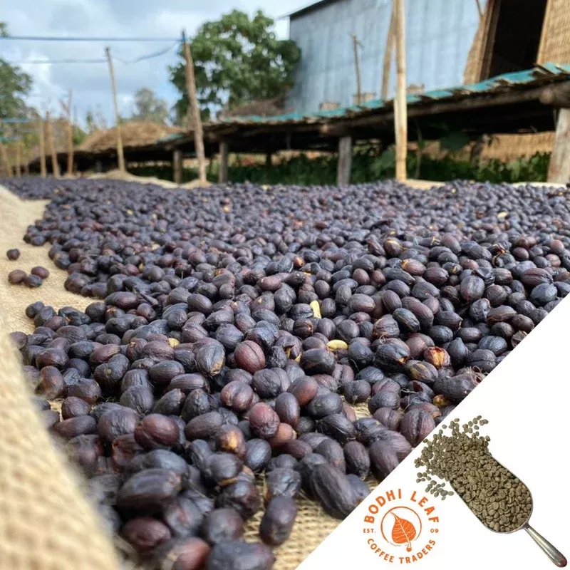 Ethiopia Shakiso Washed - Green