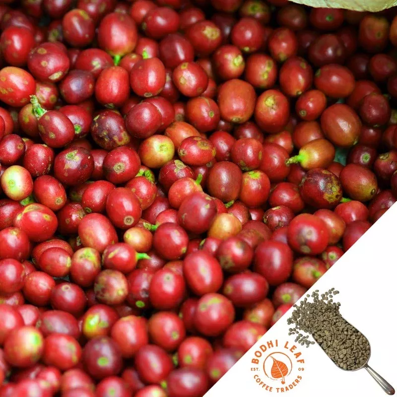 Honduras Finca La Valentina Natural – Green