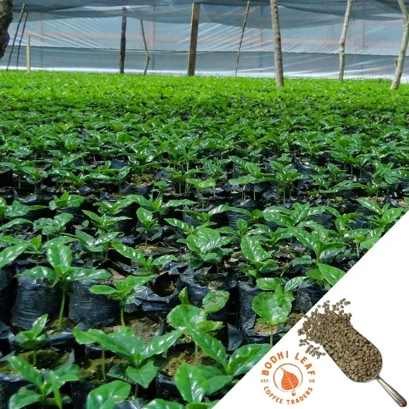 Honduras Organic Copan – Green