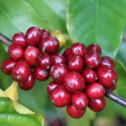 Mexico Esmeralda EA Sugarcane Decaf – Green