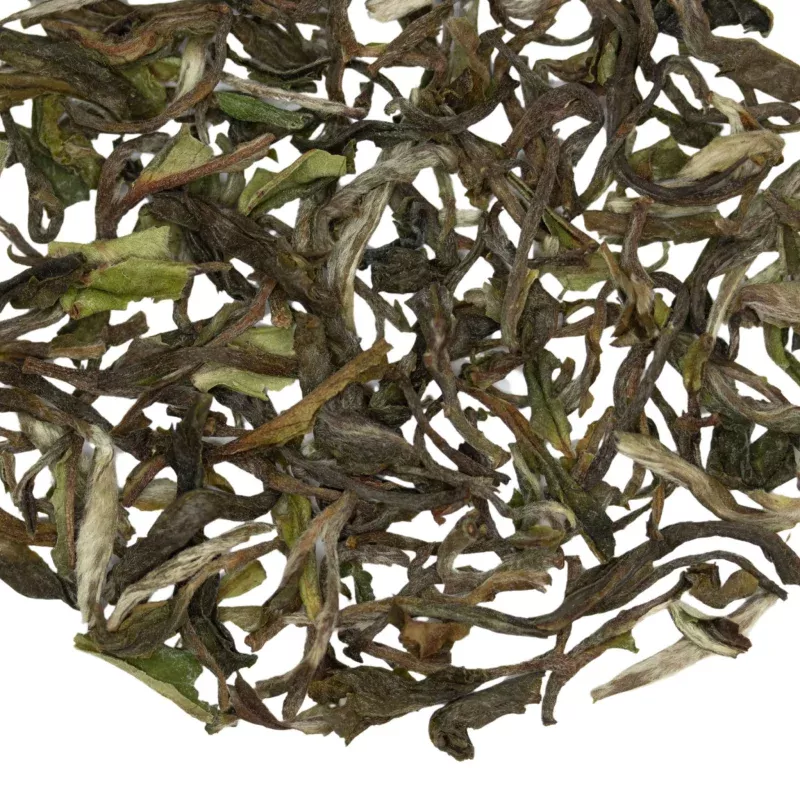 Satin Swiftlet Darjeeling 1st Flush | Black Tea
